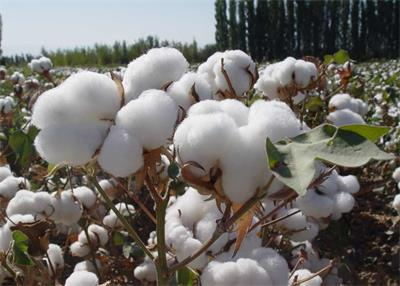 新疆棉花产量或将继续上涨